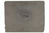 Pyritized Trilobite (Chotecops) Fossil - Bundenbach, Germany #209900-1